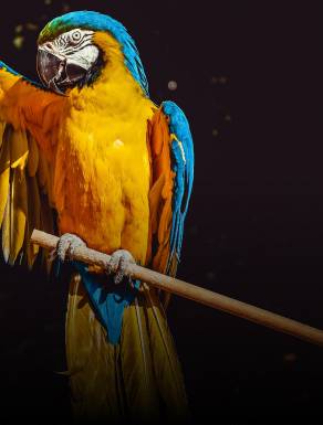 Imagify 4 4 optimisés